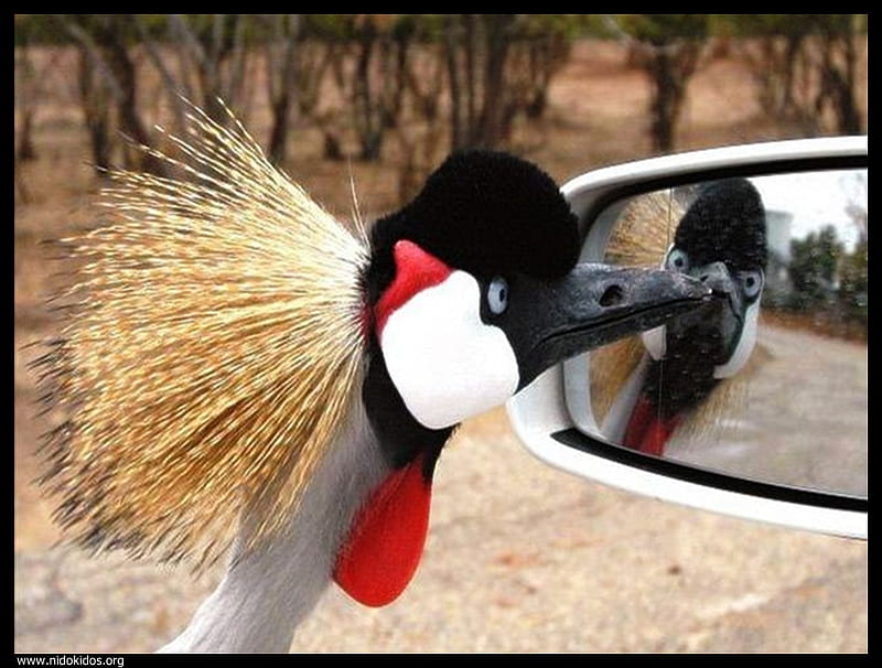 do i look good?, flightless bird, bird, rear mirror, canyon, HD wallpaper
