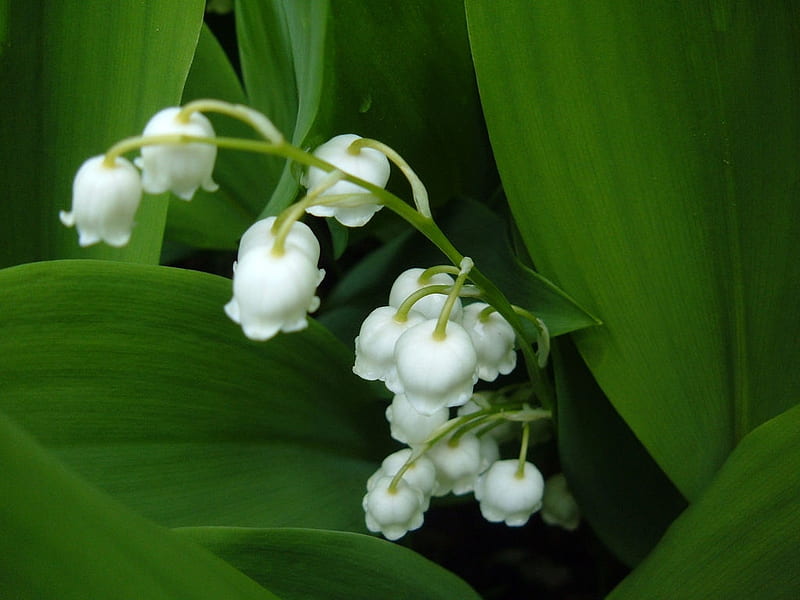 Lily of the valley, lily, flowers, nature, bonito, HD wallpaper | Peakpx