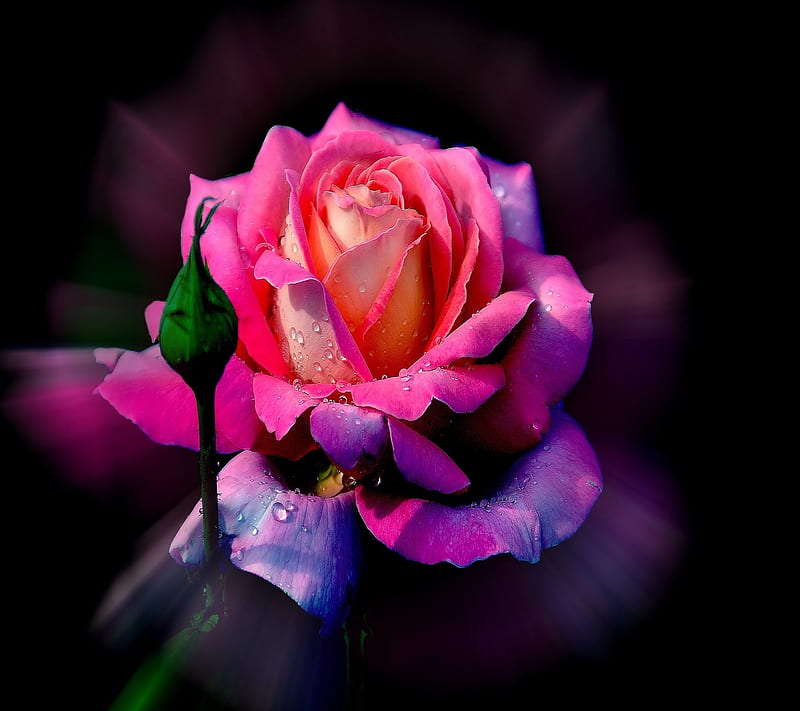 Beautiful Rose, bonito, rose, HD wallpaper | Peakpx