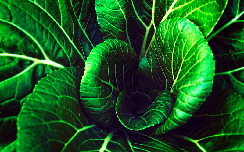 green cabbage, organic food, macro, vegetables textures, cabbage textures, cabbage leaves, fresh vegetables, cabbage, vegetables, HD wallpaper