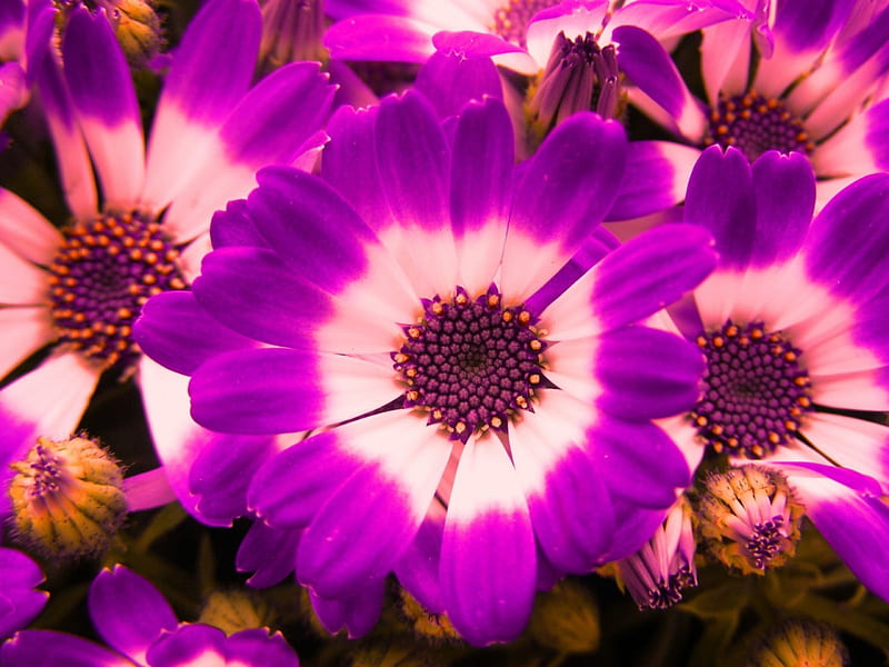 Purple Flowers, close up, purple, prtals, macro, flowers, nuds, HD wallpaper