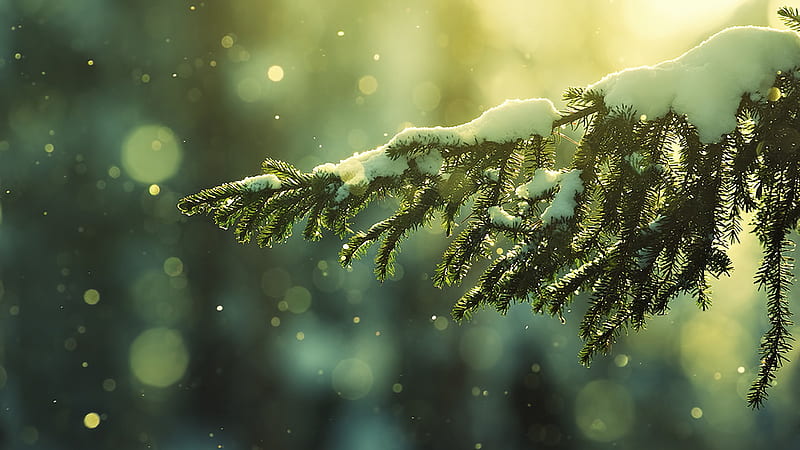 Winter Light, forest, christmas, golden, winter, tree, snowflake, pine, snow, fir, light, HD wallpaper