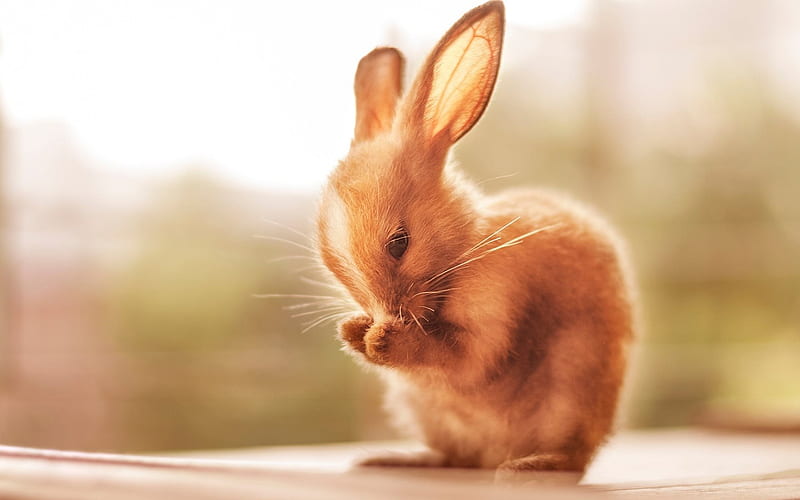 bunny, cute animal, little bunny, brown rabbit, HD wallpaper