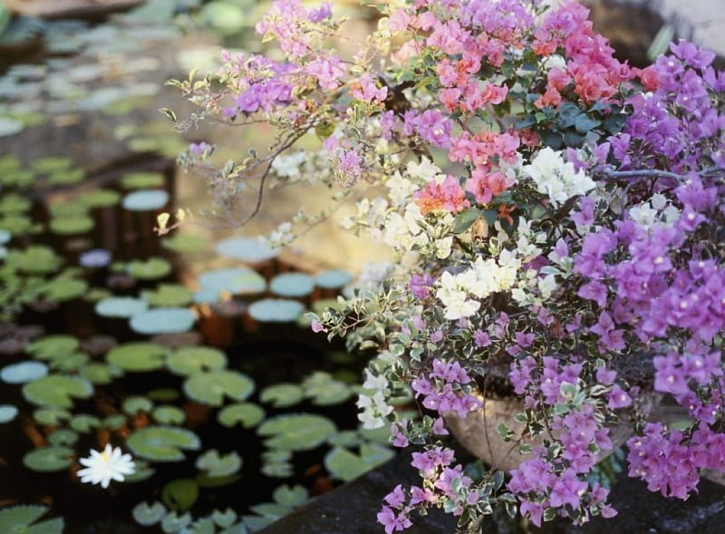 Water Lily Pond, pond, purple bouganvillea, waterlilies, flowers, HD wallpaper