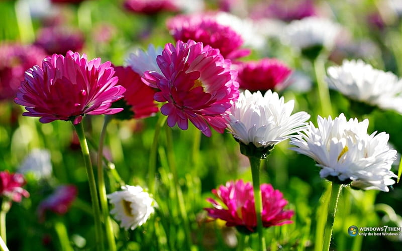 Lindas flores, natureza, bonitas, flores, coloridas, Fondo de pantalla HD |  Peakpx