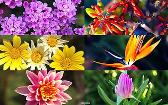 HD flowering strelitzia wallpapers | Peakpx