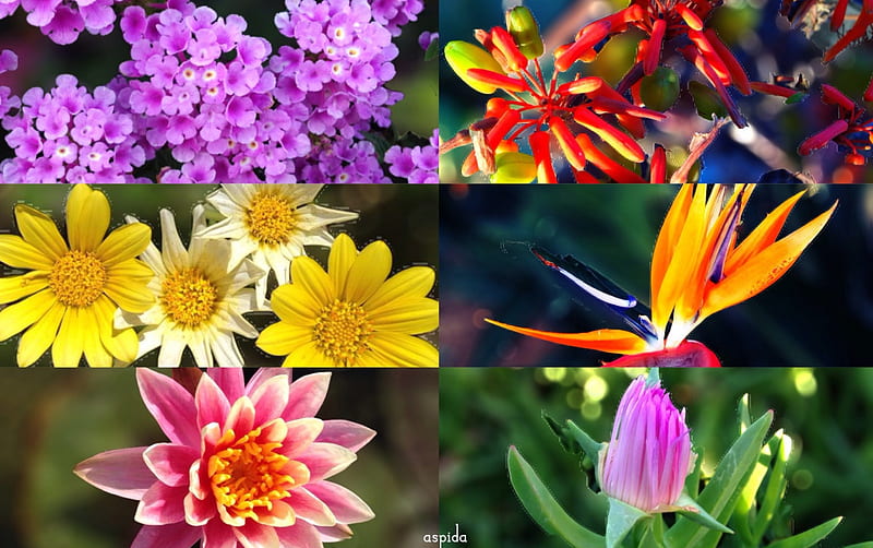 Flowers collage, pretty, colorful, grass, strelitzia, Water, lily, nature, Flowers, blooming, HD wallpaper