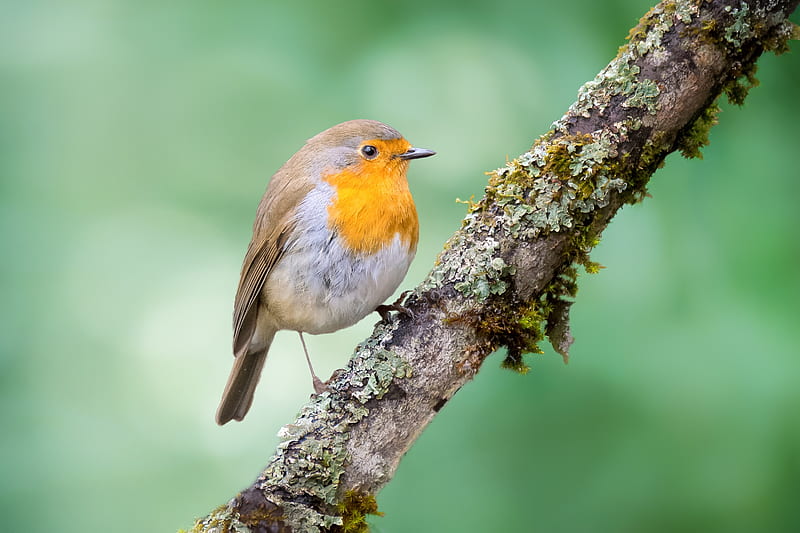 Birds, Robin, HD wallpaper | Peakpx