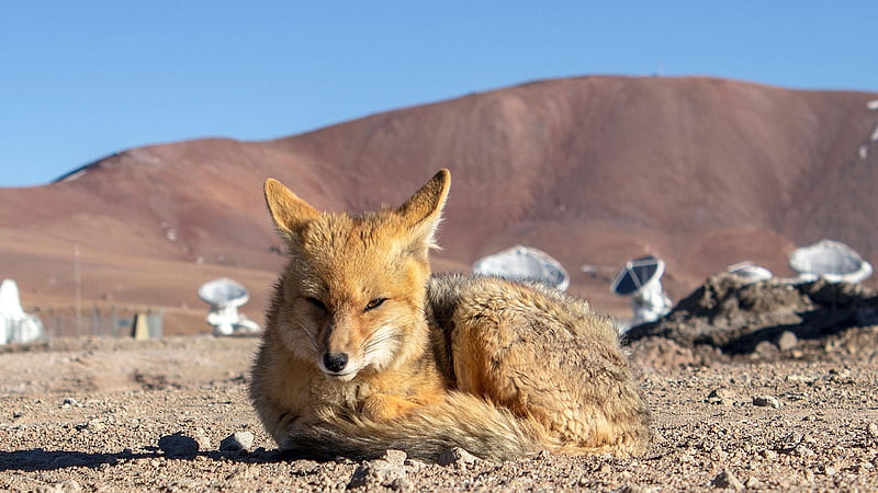 Andean fox, Long bushy tail, Omnivorous mammal, Upright triangular ears, Fox, Flattened skull, Canidae, Carnivora order, HD wallpaper