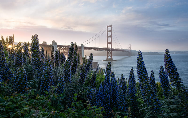 Golden Gate Bridge, suspension bridge, San Francisco Bay, morning, sunrise, coast, San Francisco, California, USA, HD wallpaper