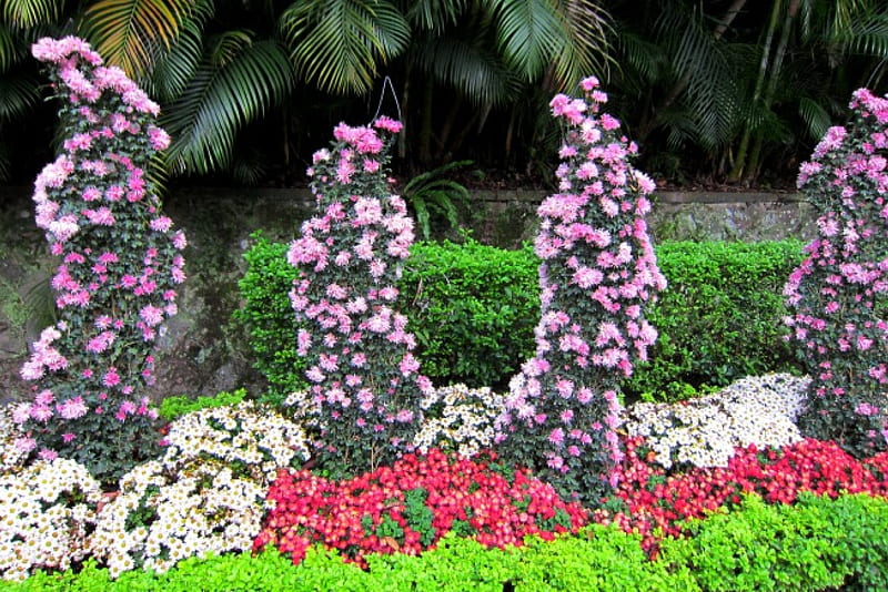 Garden flower decorative, colorful, garden, flowers, decorative, HD wallpaper