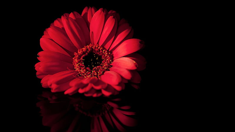 Red ***, flower, red, flowers, nature, HD wallpaper | Peakpx