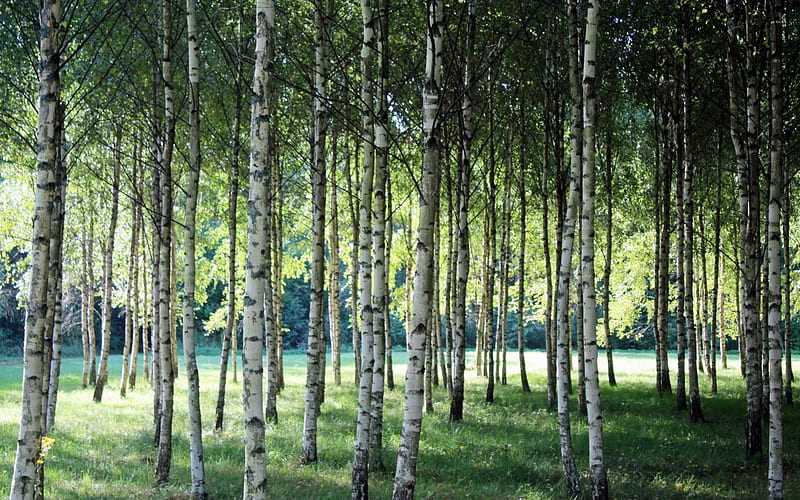 Birch Grove, trees, Latvia, birches, grove, HD wallpaper