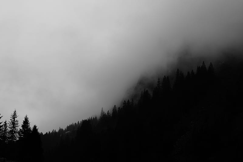 Trees, fog, forest, bw, black, HD wallpaper | Peakpx