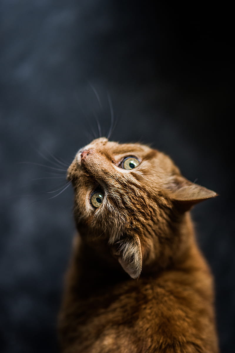 selective focus and low-angle graphy of orange tabby cat, HD phone wallpaper