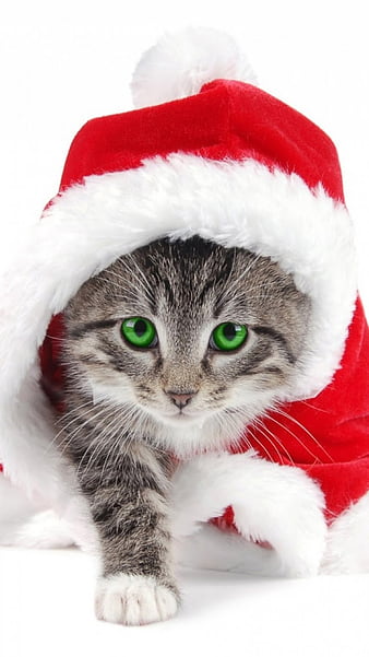 Cute Christmas Kitten Wallpapers Download