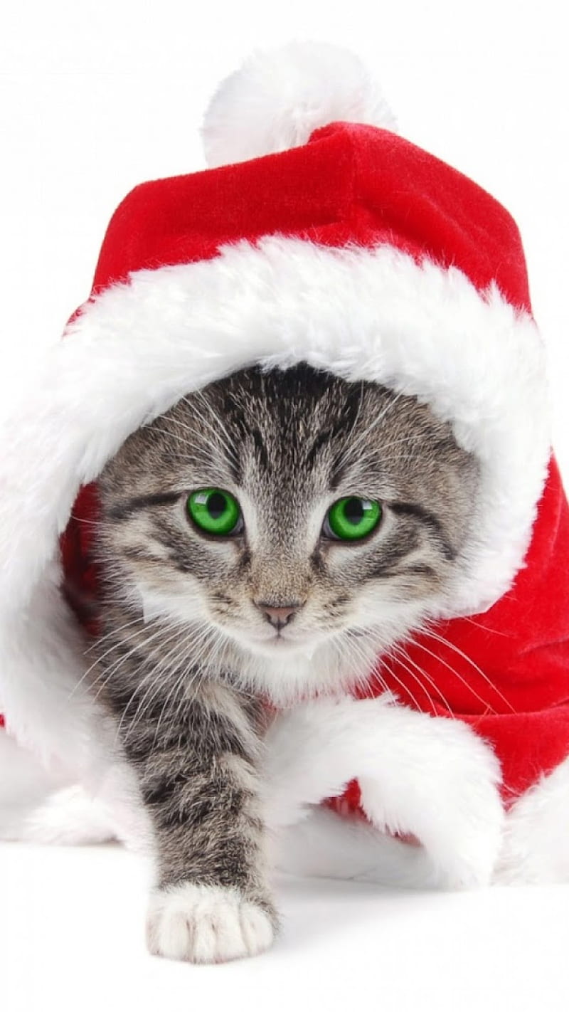 Christmas Cat, application, bestapp, cat, christmas, cute, everygrounds, love, lovecat, lovelycat, love, santa, xmas, HD phone wallpaper