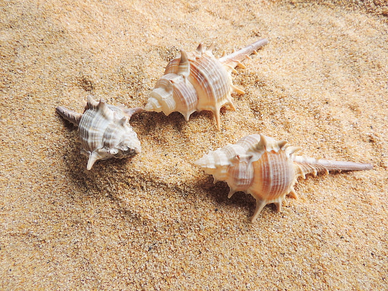 Beautiful Sea Shells, Sand, Summer, graphy, Sea Shells, Nature, HD wallpaper  | Peakpx
