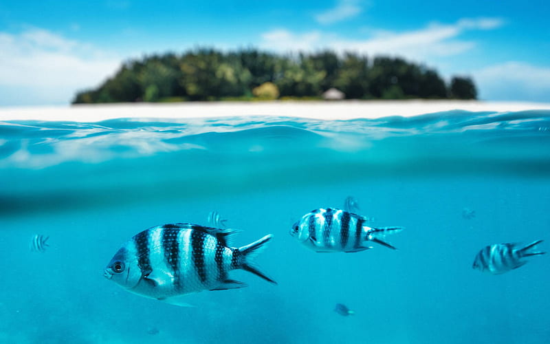 Mnemba island, underwater over water, fish, ocean, Maldives, tropical islands, summer travel, Zanzibar, HD wallpaper