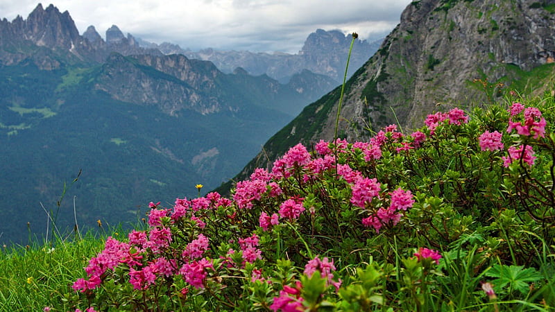 Mountain Wildflowers Rocks Lovely View Mountainscape Bonito Sky Clouds HD Wallpaper Peakpx