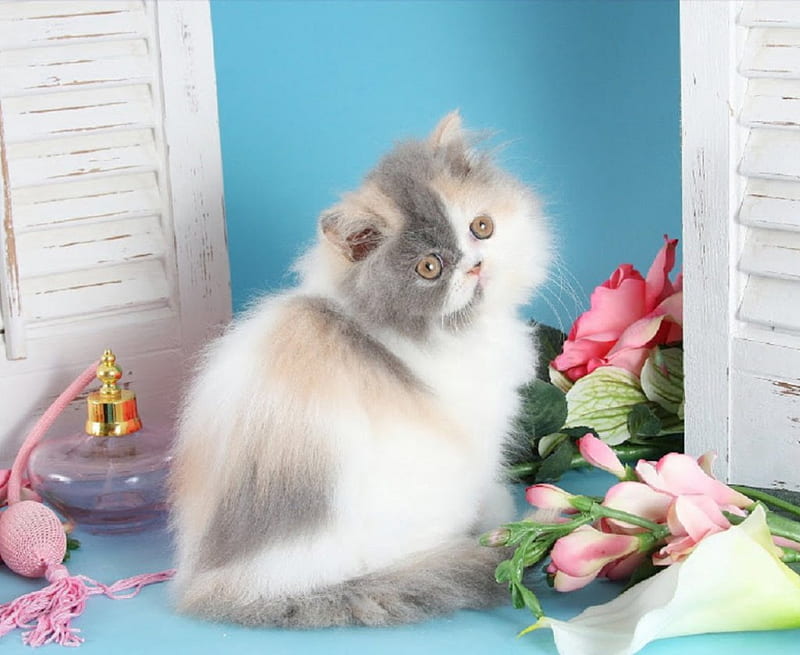 beautiful calico kitty, calico, kitty, bonito, cat, animals, HD wallpaper