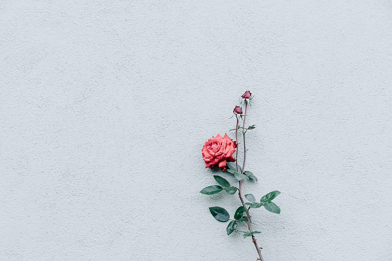 rose, wall, minimalism, branch, bush, bud, HD wallpaper