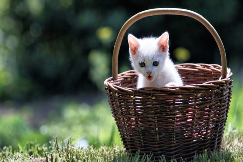 Cat, ears, bonito, attractive face, hair, basket, close-up, kitten ...