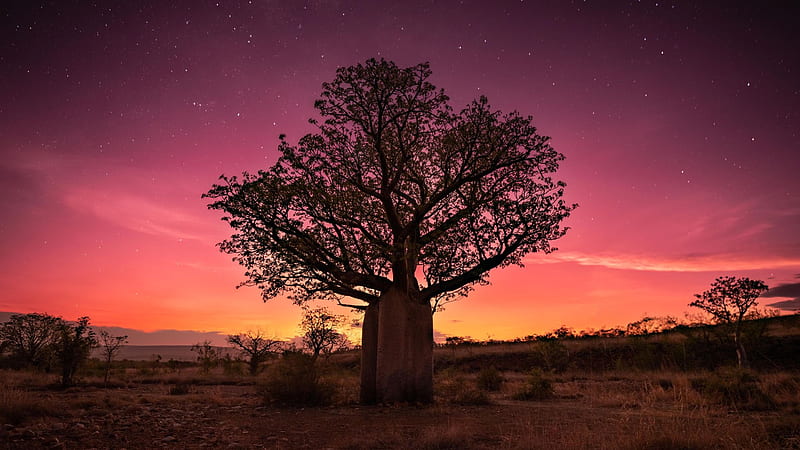 The Kimberley, Western Australia, colors, sky, sunset, tree, landscape, HD wallpaper
