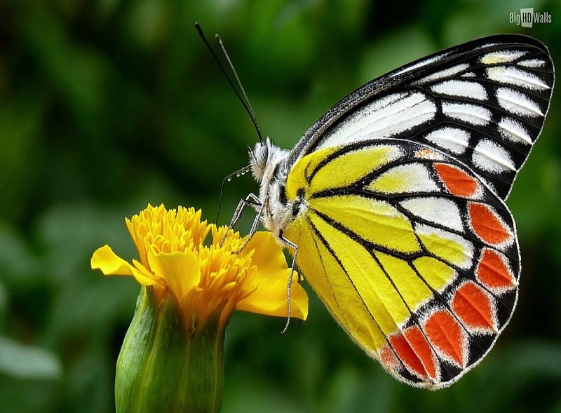 Beautiful butterly, pattern, desenho, yellow, nature, butterflies, white, animals, insects, HD wallpaper
