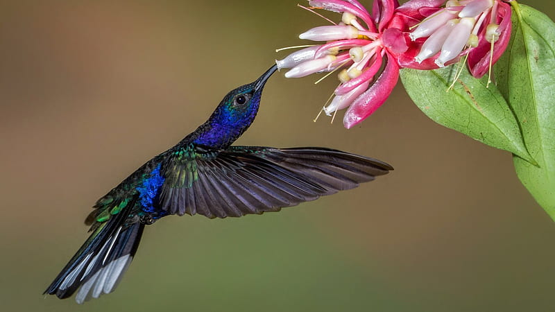 Blue Green Bird Is Sucking Nectar From Flowers In Blur Background Birds, HD wallpaper