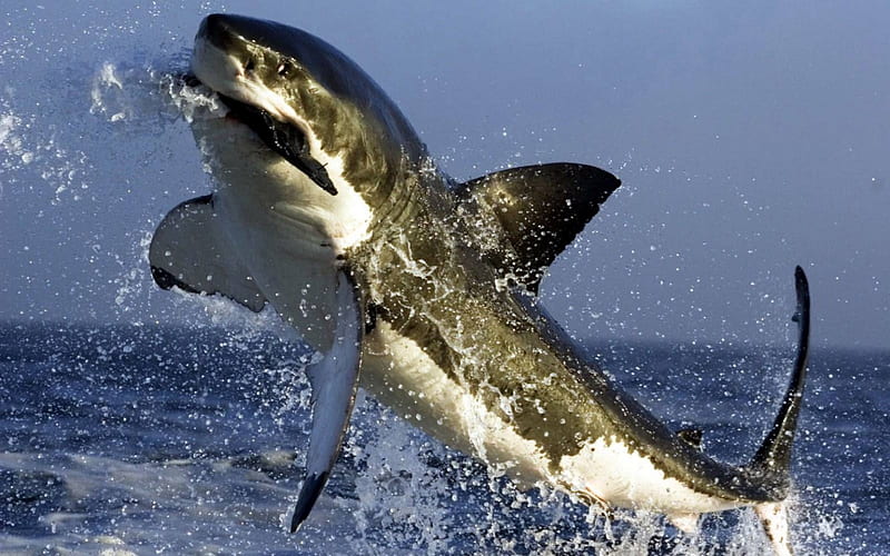 Shark catches fish, water, sea, blue, ocean, HD wallpaper