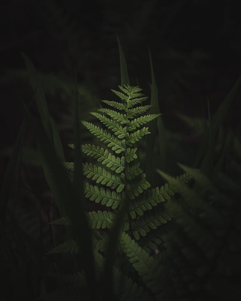 fern, leaves, dark, macro, HD phone wallpaper