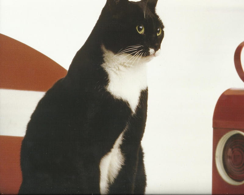 Tuxedo Cat, cute, paws, cat, tuxedo, HD wallpaper