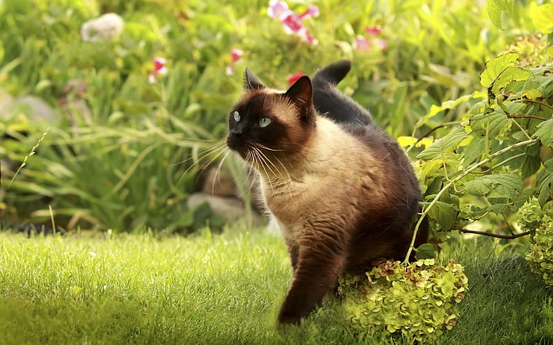 Siamese Cat, bushes, pets, cute animals, cats, Siamese, HD wallpaper