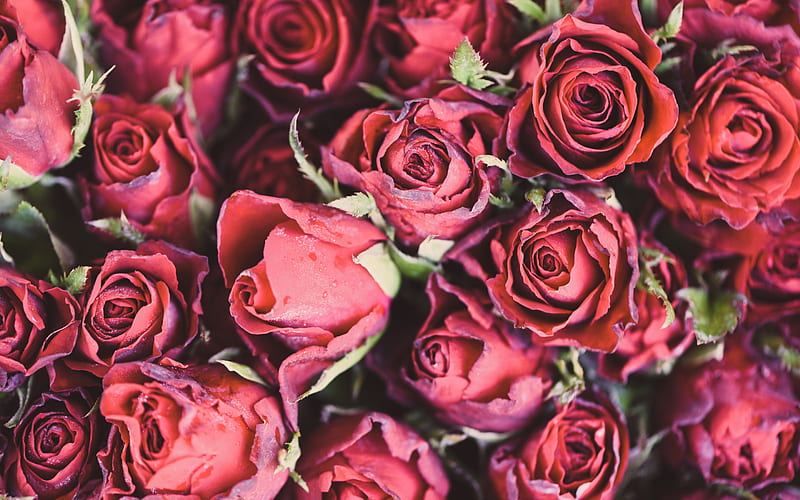 red roses buds, large bouquet of red roses, red roses background, red flowers, roses, HD wallpaper