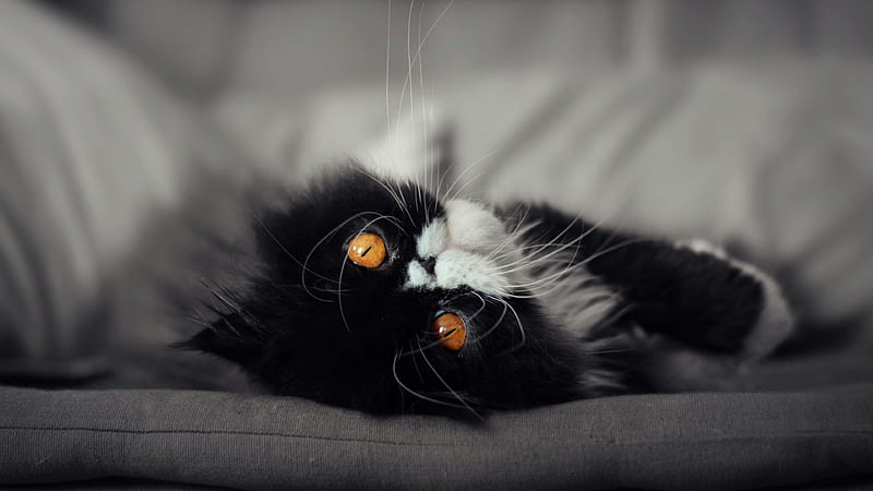 Cat Eyes, cat, eyes, animals, black, HD wallpaper