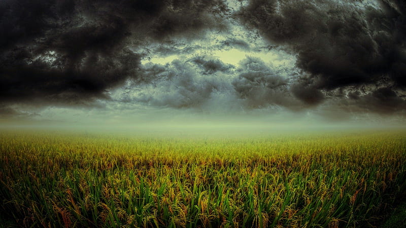 STORM, skies, fields, dark clouds, landscape, mist, HD wallpaper