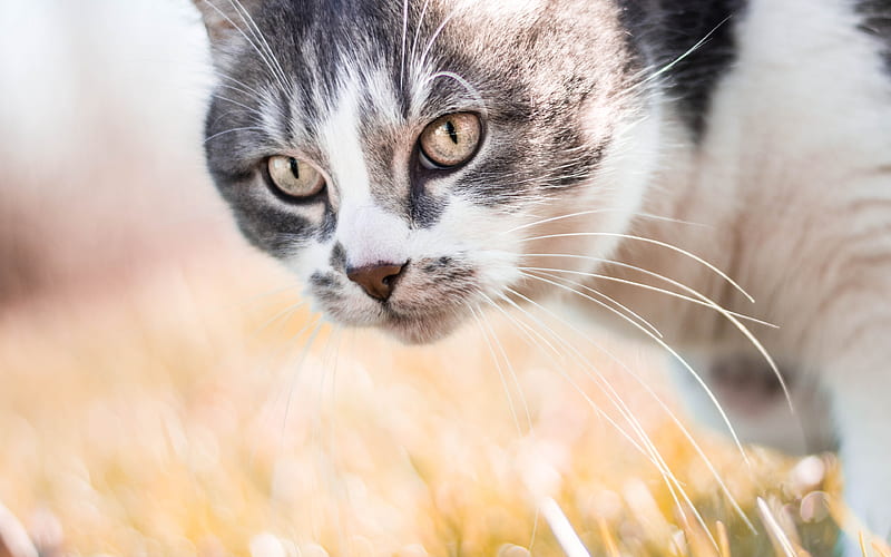 Aegean cat muzzle, pets, domestic cat, cute animals, cute cat, cats, Aegean, HD wallpaper