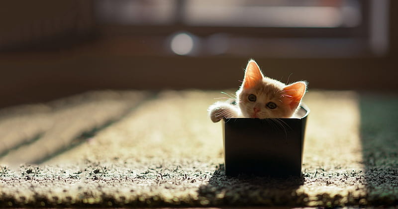 Here I Am!, playing, cute, kitty, adorable, kitten, cats, animals, sweet, HD  wallpaper | Peakpx