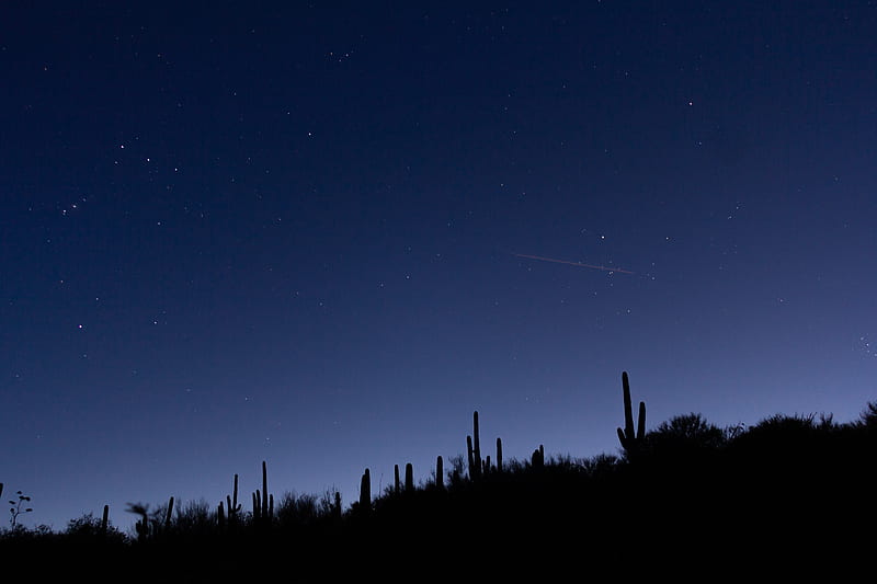 cacti, slope, night, silhouettes, starry sky, HD wallpaper