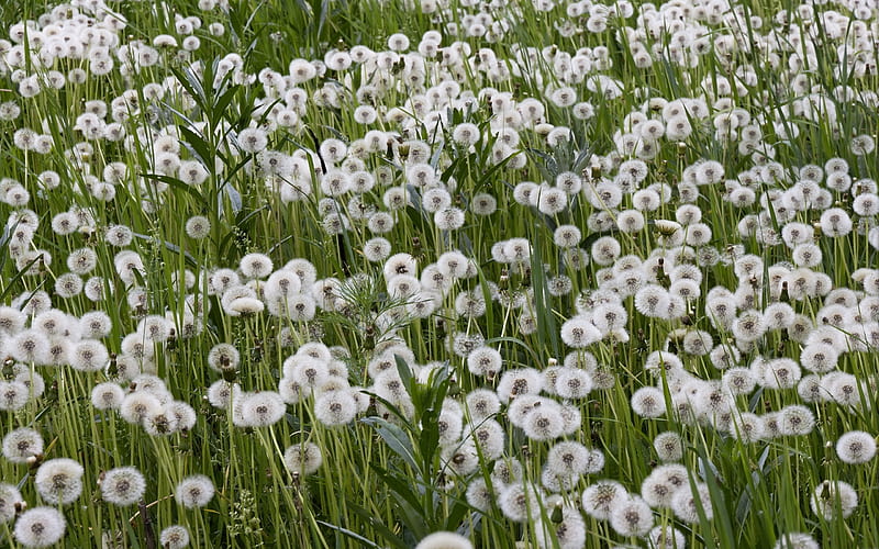 Dandelions, dandelion, green, wish, summer, spring, white, field, HD wallpaper