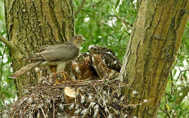Sparrow-Hawks on Nest, Europe, tree, nest, sparrow-hawks, birds, HD wallpaper