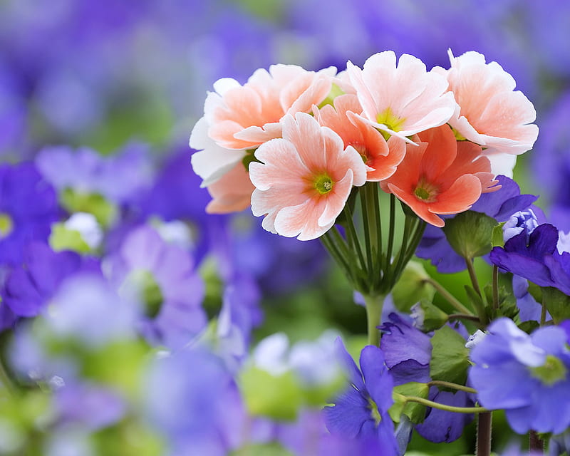 Spring flowers for Helen (Caramelie), primroses, germany, beautiful flowers, among, sweet, cute, nice, purple, flower, flowers, beauty, bavaria, pink, field, blue, HD wallpaper