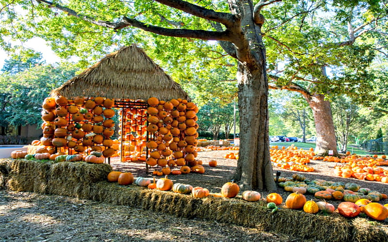 Pumpkins And Gourds 3, Trees, Other, Green, Orange, Pumpkins, Gourds, House, Nature, HD wallpaper