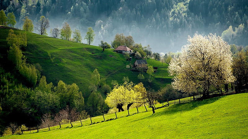 Landscape View Of Green Trees Forest Hut Slope Green Grass Nature, HD wallpaper