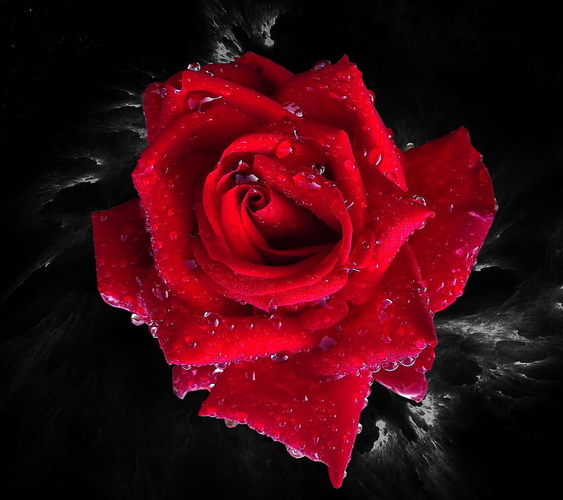 Rosa roja, negra, flor, naturaleza, rojo, rosa, Fondo de pantalla HD |  Peakpx