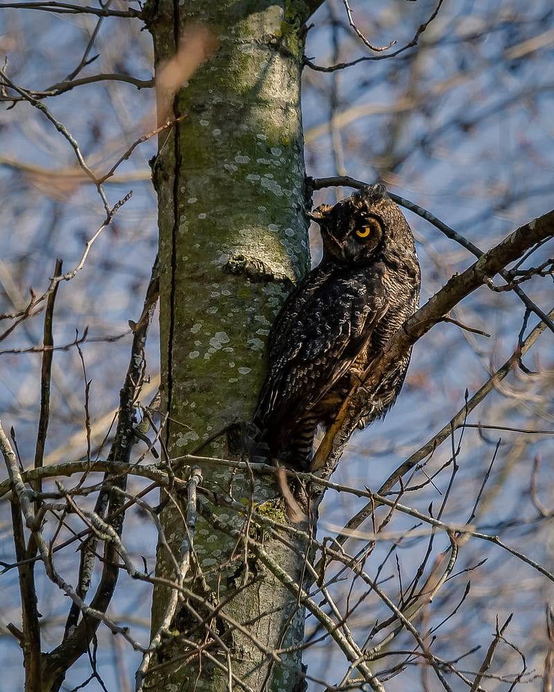 owl, bird, glance, tree, HD phone wallpaper