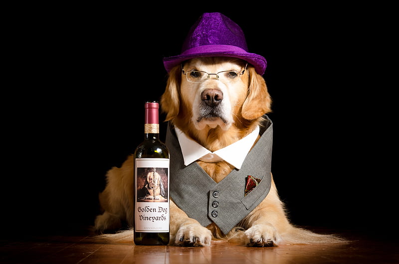 :), wine, bottle, caine, black, animal, hat, purple, funny, dog, HD wallpaper
