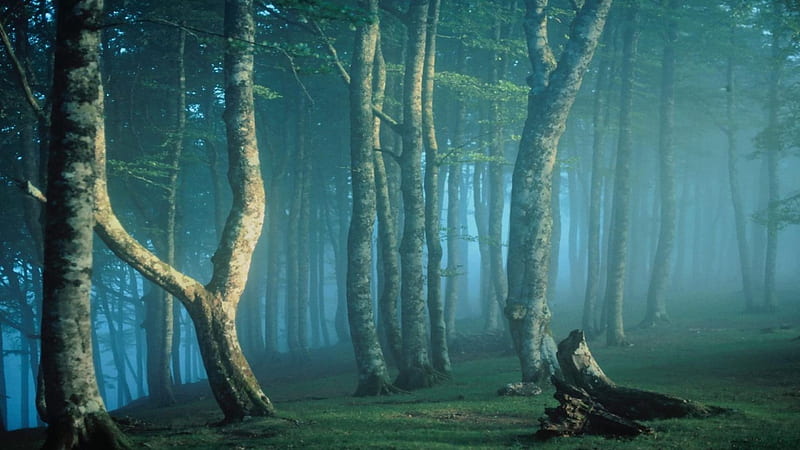 Misty Forest Wallpapers  Top Free Misty Forest Backgrounds   WallpaperAccess