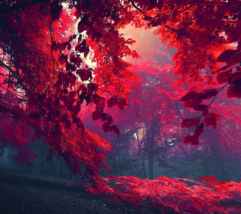 Reddish Nature, abstract, leafs, HD wallpaper